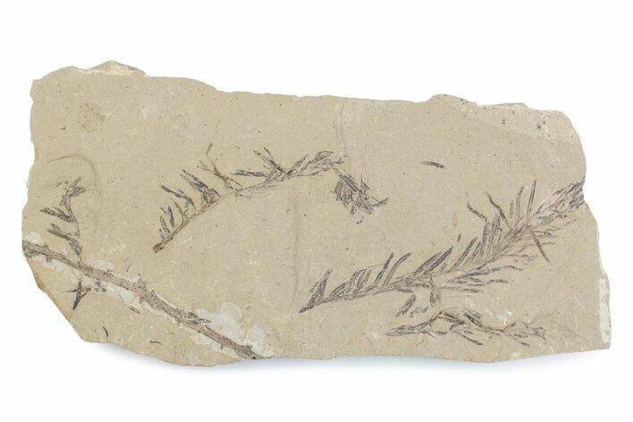 Shale With Dawn Redwood (Metasequoia) Fossils - Montana #378290